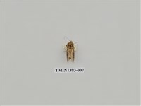 藏品(夜蛾科)的圖片